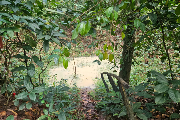 Cu Chi Tunnels: First‑Hand War Stories With a Veteran