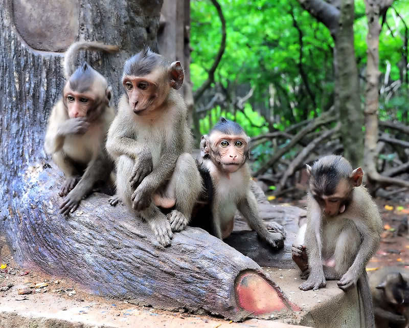 Wildlife & Monkey Island