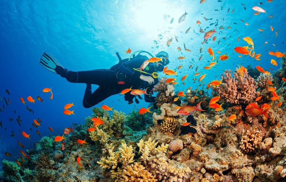 Nha Trang Bay Islands & Marine Wonders